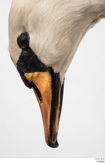 Mute swan beak head 0004.jpg